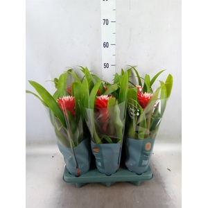 Guzmania  'Hope'