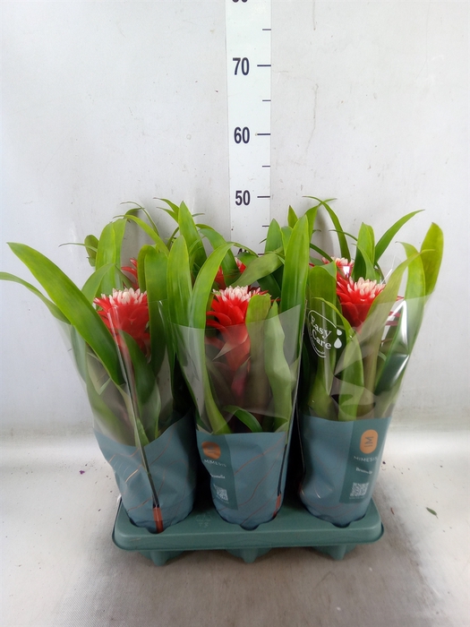 <h4>Guzmania  'Hope'</h4>