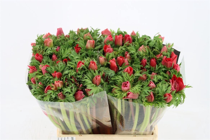 <h4>Anem Mistral Red</h4>