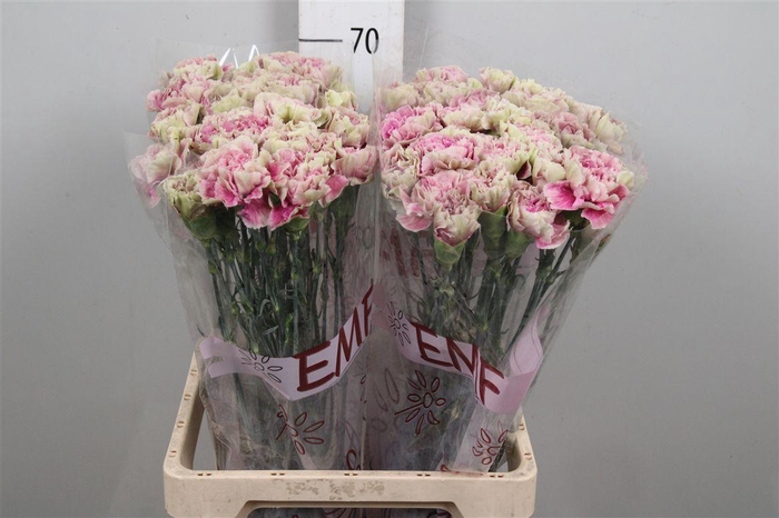 <h4>Di St Antigua</h4>