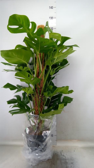 <h4>Monstera pertusum</h4>