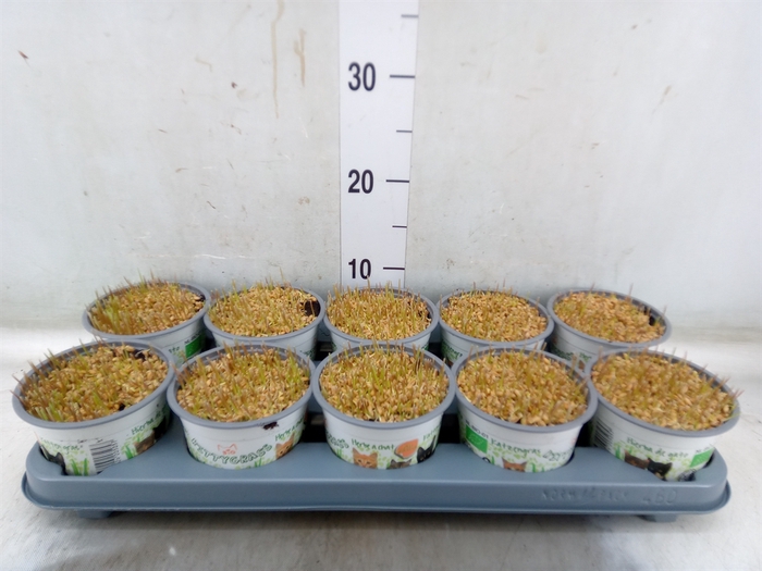 <h4>Hordeum sp.   ...kattegras zaai</h4>