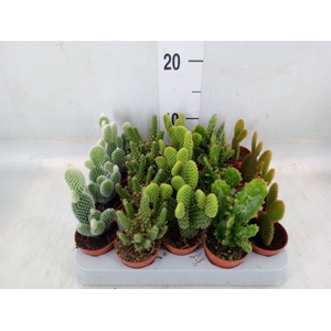 Opuntia