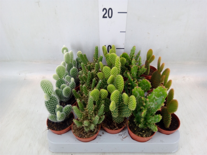 <h4>Opuntia</h4>