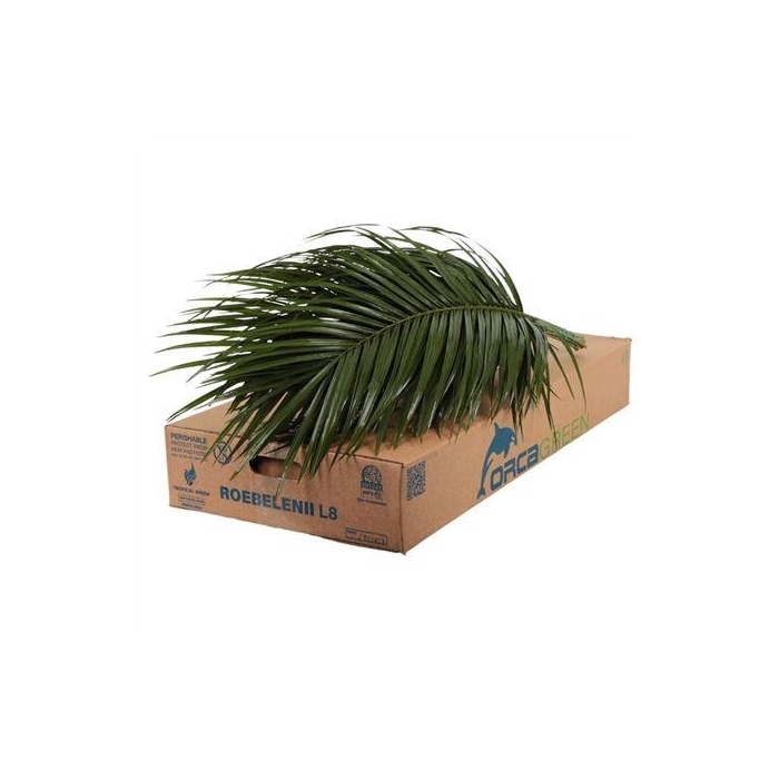 <h4>PHOENIX ROEBELINII 80 CM ORCA</h4>