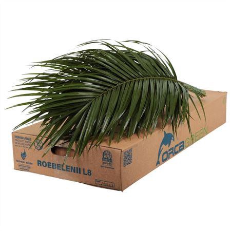 <h4>PHOENIX ROEBELINII 80 CM ORCA</h4>