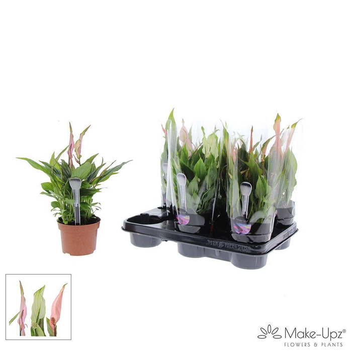 <h4>Spathiphyllum 10,5 cm Make Upz Love mix</h4>