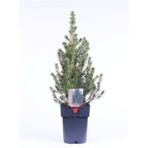 Picea glauca 'Conica' P17