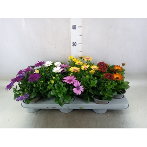 Osteospermum   ...mix