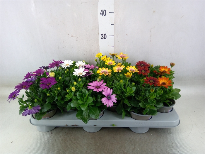 <h4>Osteospermum   ...mix</h4>