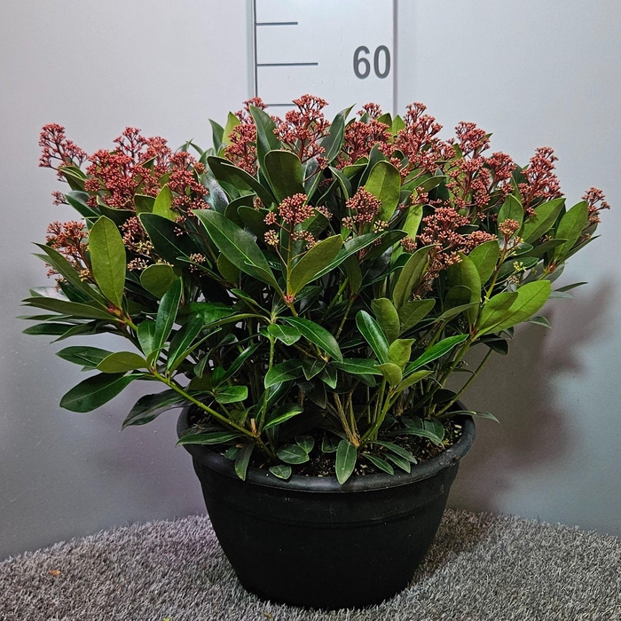 <h4>Skimmia japonica 'Rubella' Schaal XL</h4>