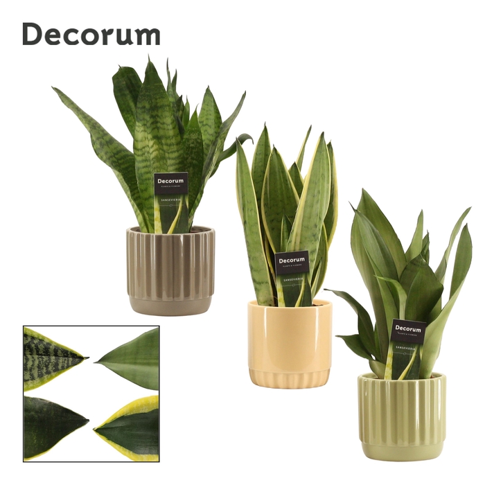 Sansevieria super mix 12 cm in Liam (Nature world-collection)