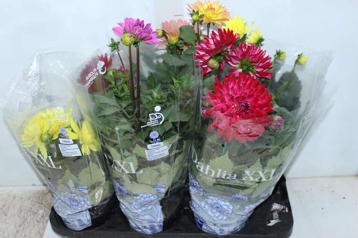 DAHLIA XXL P15
