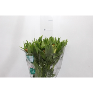 ALSTROEMERIA TROPICANA 080 CM