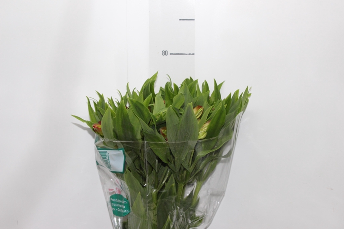 <h4>ALSTROEMERIA TROPICANA 080 CM</h4>