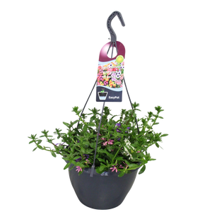 Hangpotten 27 waterreservoir Mix 11 Scaevola Trio