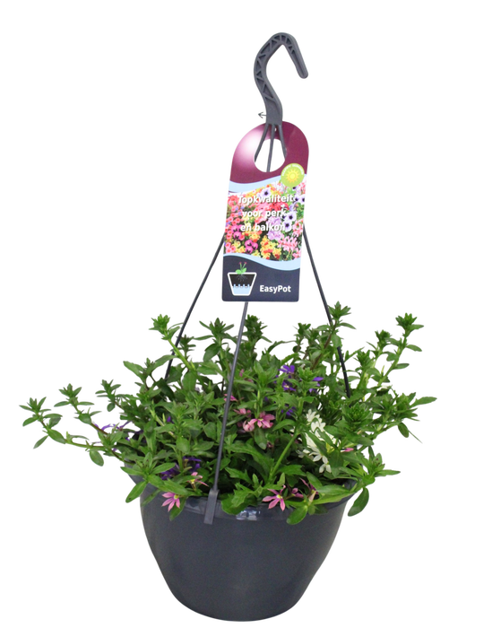 <h4>'Weekaanbieding; Hangpotten 27 waterreservoir Mix 11 Scaevola Trio</h4>