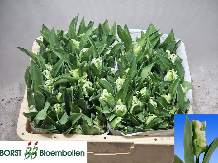 <h4>TU PA SUPER PARROT</h4>