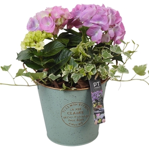 PTPP6868 Arrangement Patio in metalen pot