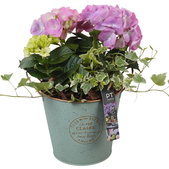 <h4>PTPP6868 Arrangement Patio in metalen pot</h4>