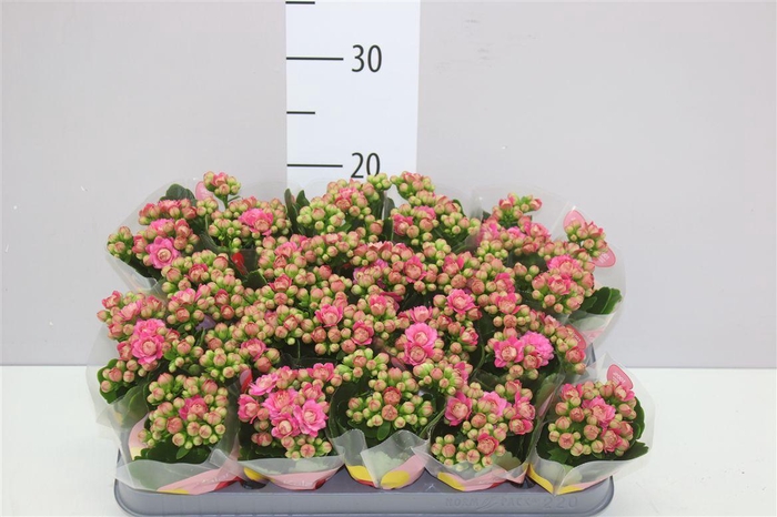 <h4>Kalanchoe Calandiva Roze</h4>