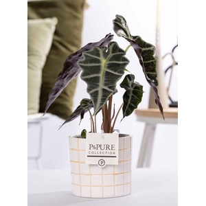 Alocasia Polly in P&PURE Tirza ceremics