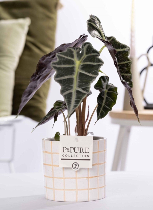 <h4>Alocasia Polly in P&PURE Tirza ceremics</h4>