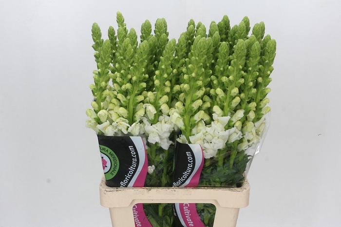 <h4>ANTIR POTO WHITE</h4>