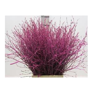 BERK CERISE L60