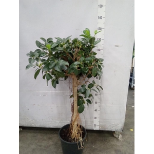 Ficus microcarpa   ...
