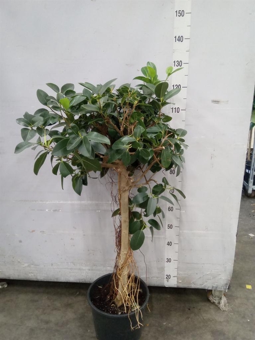 <h4>Ficus microcarpa   ...</h4>