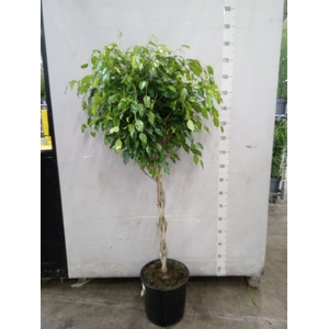Ficus benja. 'Exotica'