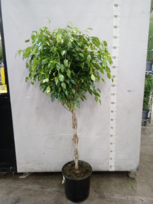 <h4>Ficus benja. 'Exotica'</h4>