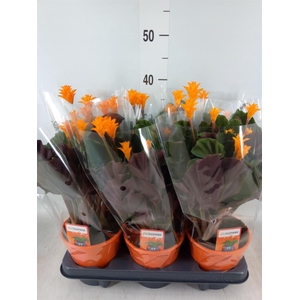 Calathea crocata 'Tassmania'