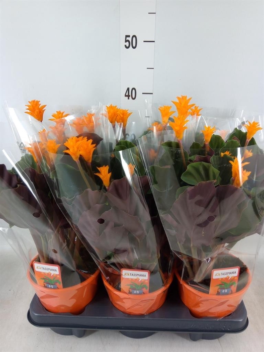 <h4>Calathea crocata 'Tassmania'</h4>