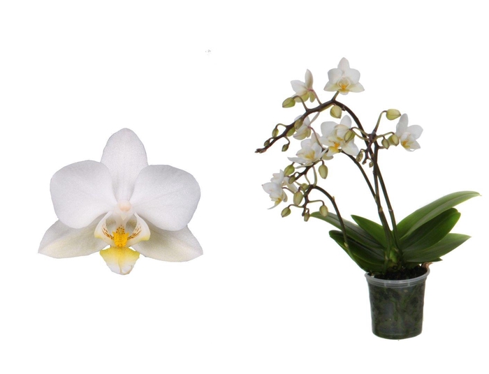 <h4>Phal Tiny Dolls Wild Wit 3/4T18+ zonder Aqu@</h4>