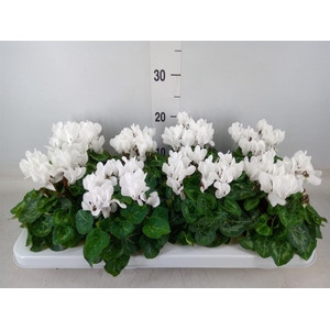 Cyclamen KL 'Compact'