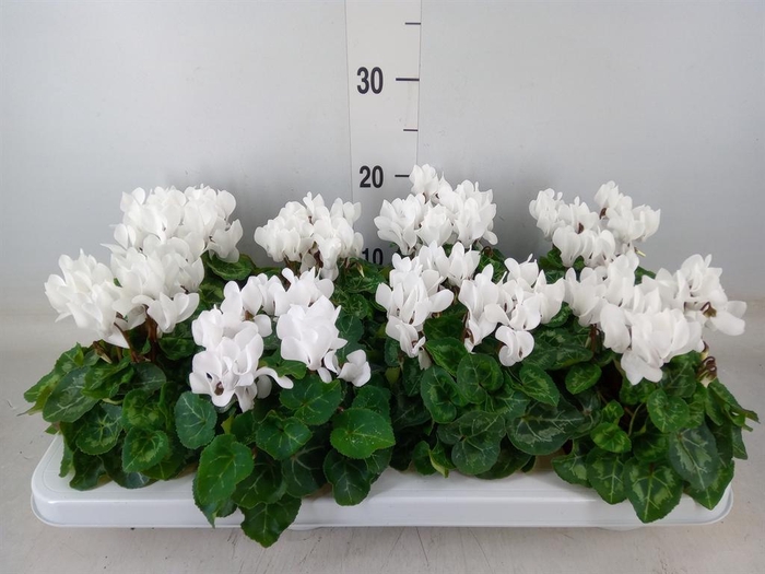 <h4>Cyclamen KL 'Compact'</h4>