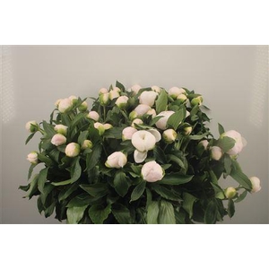 Paeo L White Elegance