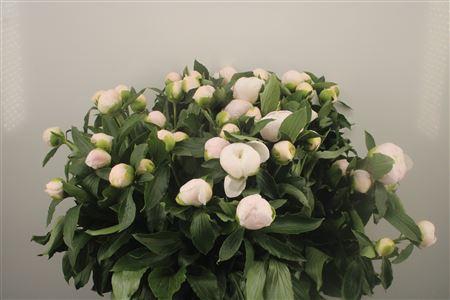 <h4>Paeo L White Elegance</h4>