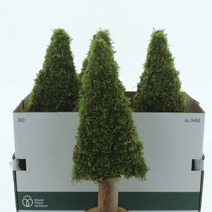 Moss Tree Flat 50cm