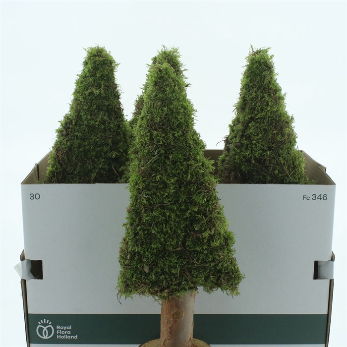 <h4>Moss Tree Flat 50cm</h4>