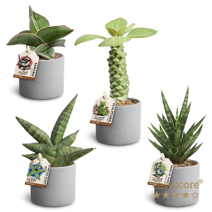 <h4>Raw Grey Sculpture 6cm</h4>