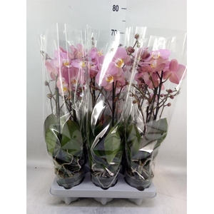 Phalaenopsis  'Ant Padova'