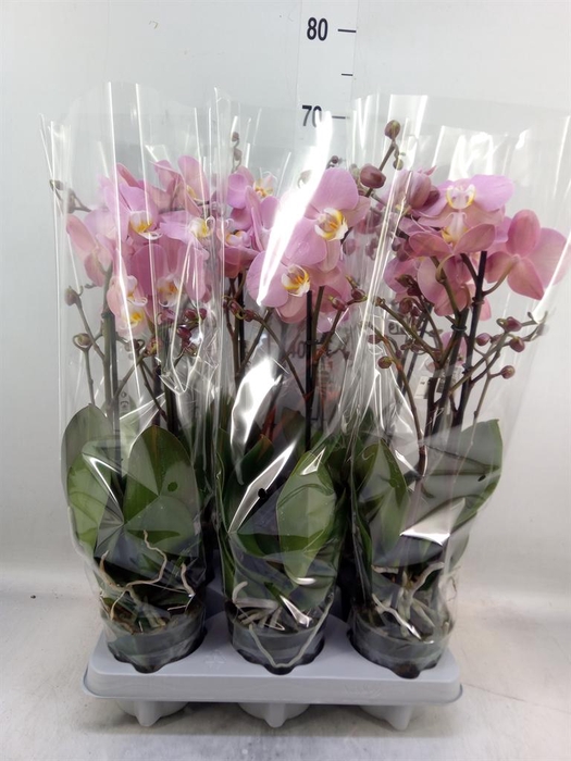 <h4>Phalaenopsis  'Ant Padova'</h4>