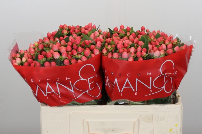 Hypericum Sweet Romance