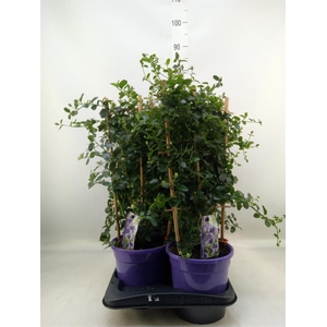 Ceanothus thyrsiflorus var. repens