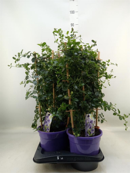 <h4>Ceanothus thyrsiflorus var. repens</h4>