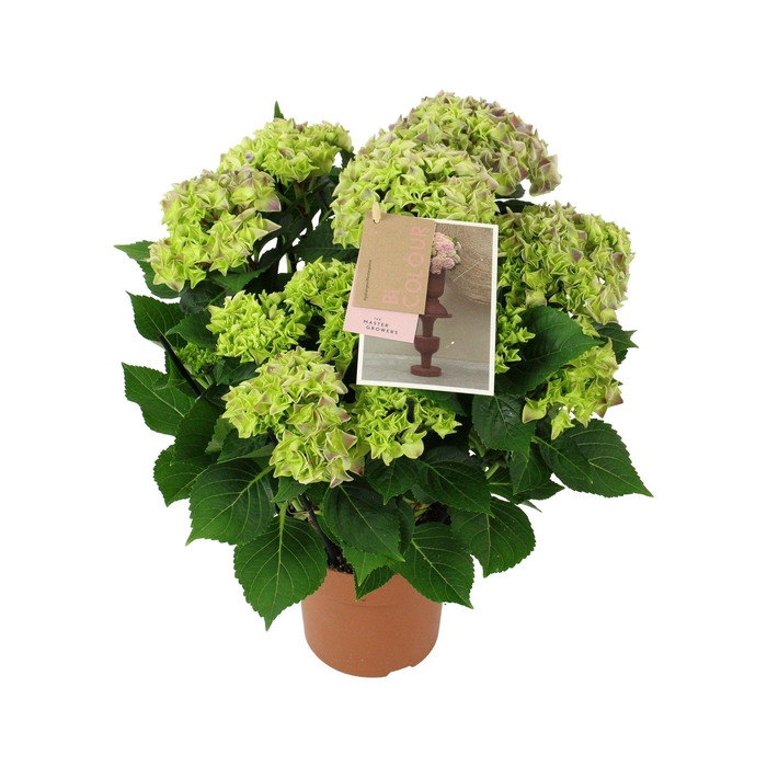 <h4>Hydrangea bicolor blue 9/10 flowers</h4>