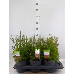 Verbena bonariensis